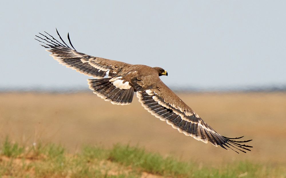 Степной орел