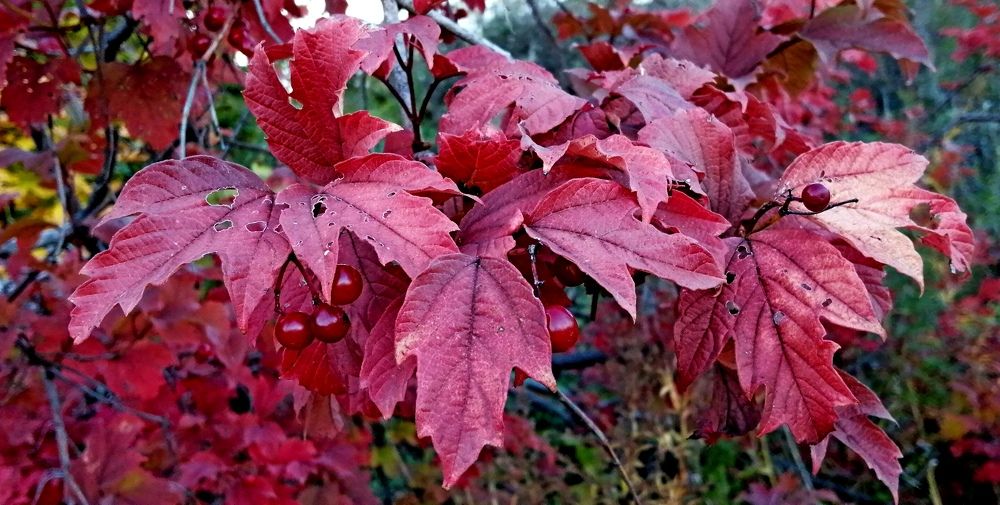 Photograph by Наталья Дубовкина