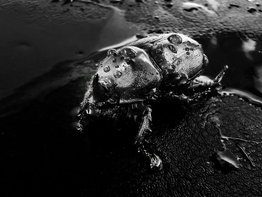 Photograph by Любовь Тарасюк