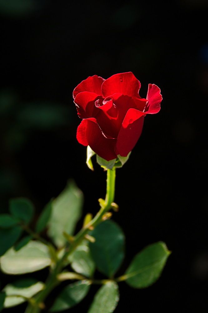 Photograph by 