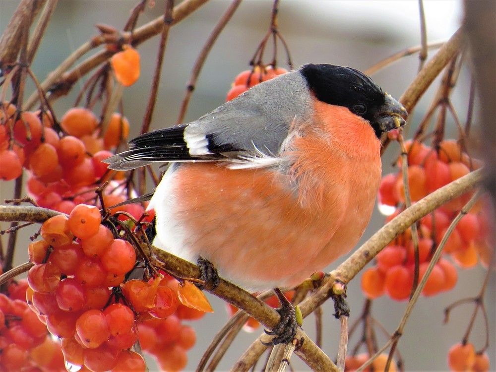 Photograph by НАТАЛЬЯ РОДИНА
