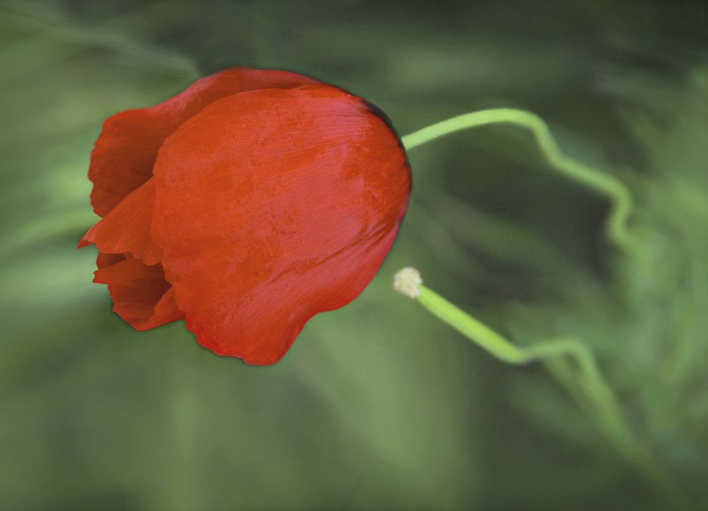 Photograph by Saeid Rabiezadeh