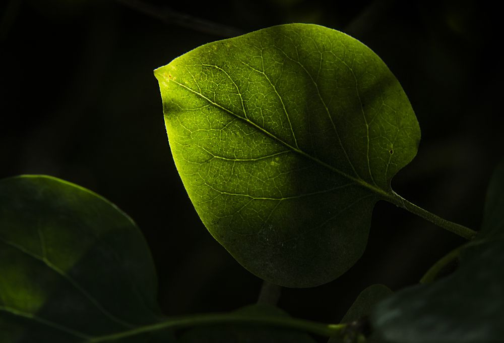 Photograph by Андрей Емельянов