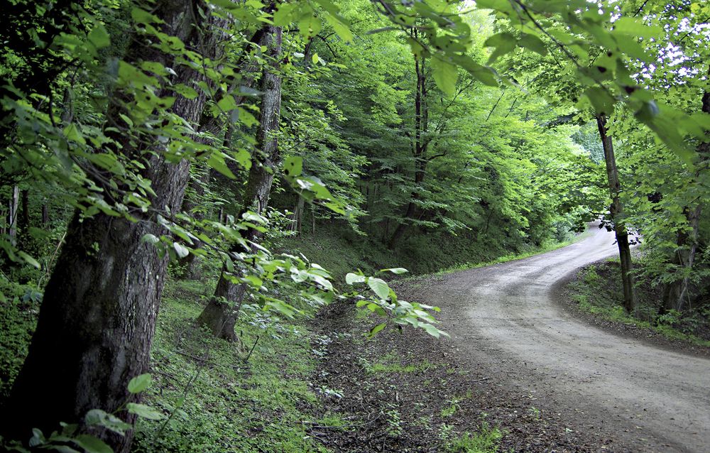 Photograph by Saeid Rabiezadeh