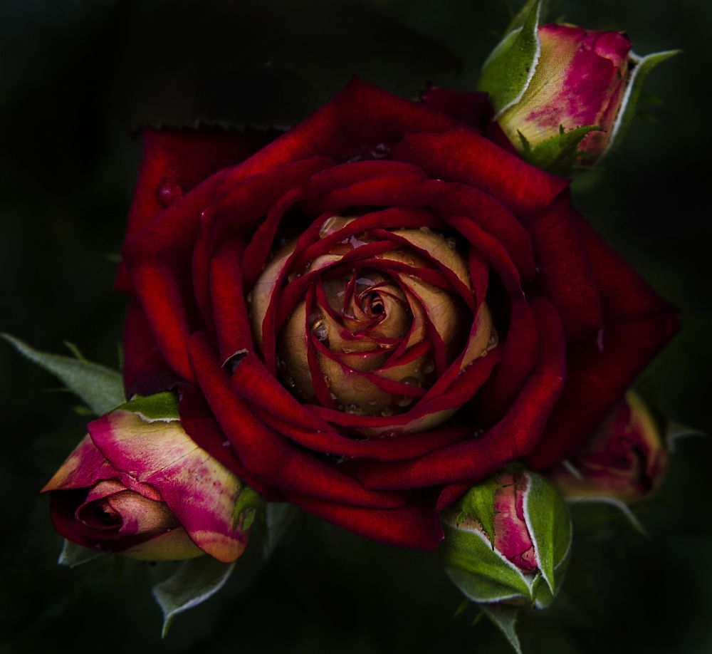 Photograph by Андрей Емельянов