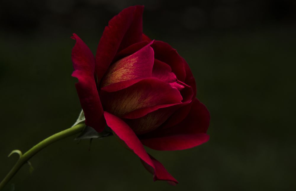 Photograph by Андрей Емельянов