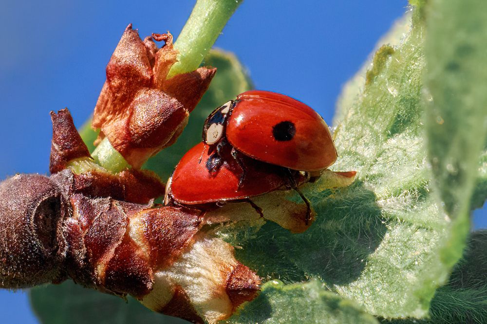 Фотография автора Максимов Алексей