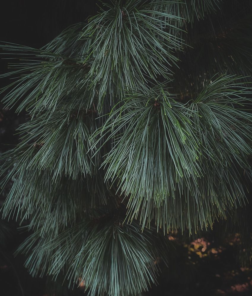 Photograph by Natalia Everatt