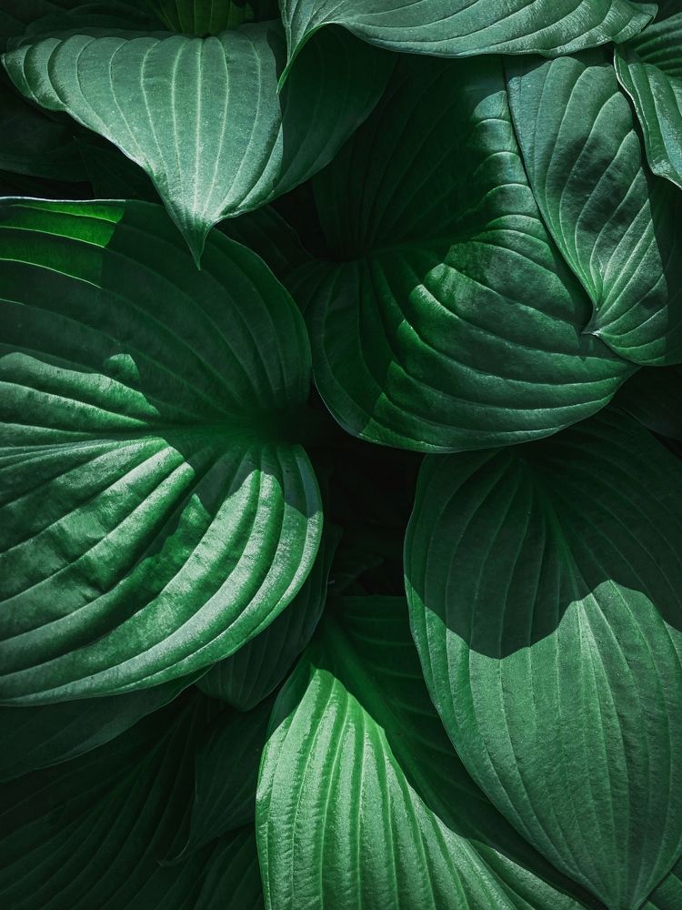 Photograph by Сусанна Аллаярова