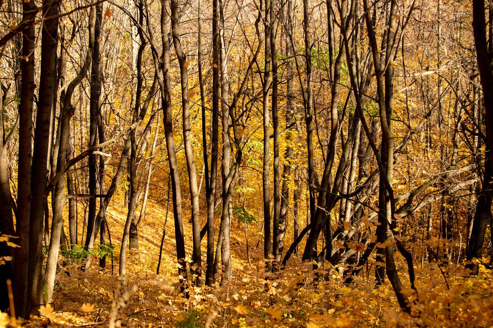 Photograph by Максимов Алексей