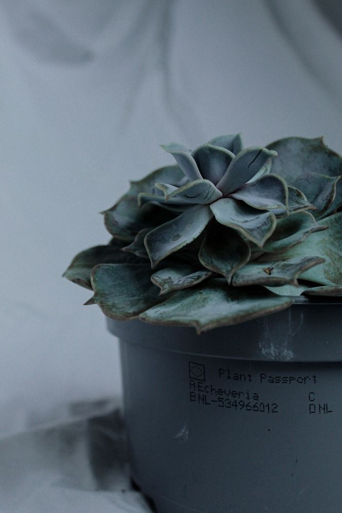 Photograph by Сусанна Аллаярова