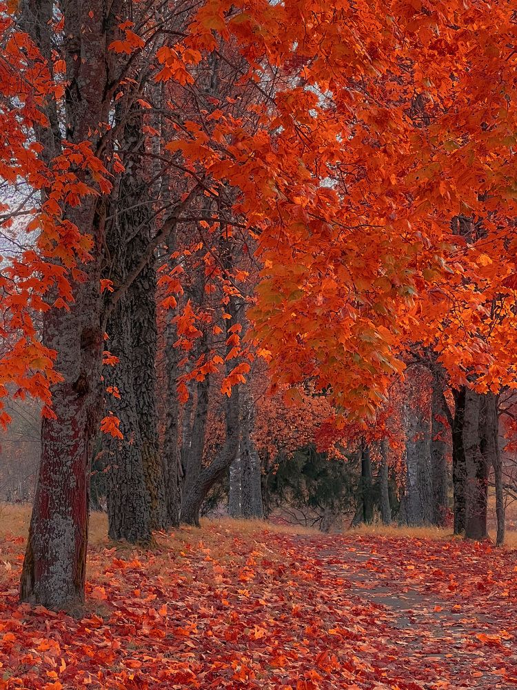 Photograph by Елена Башмакова