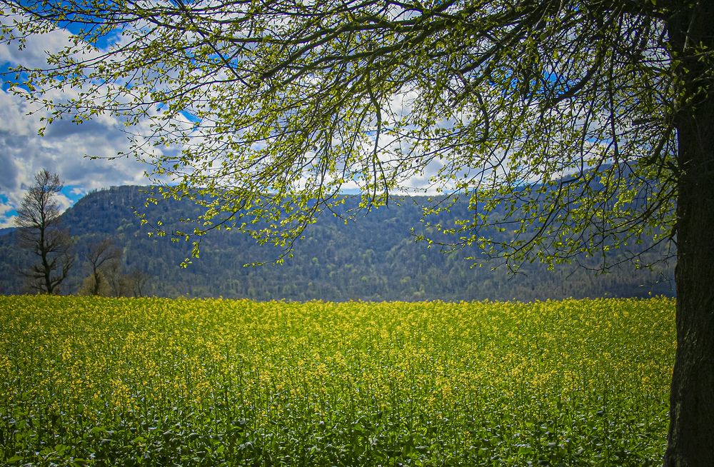 Photograph by Mahdi vagahri shorche