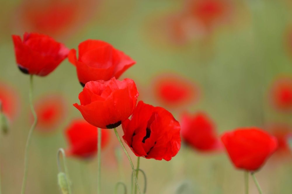 Photograph by Maria Karpov