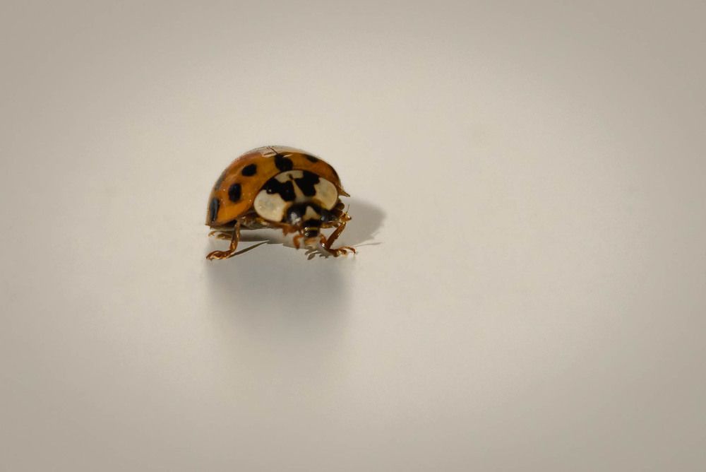 Photograph by Олег Волков