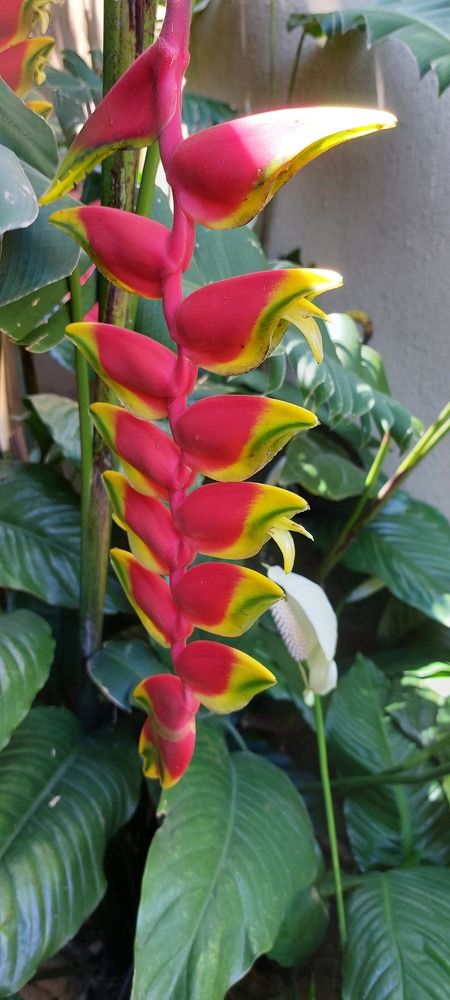 Photograph by Virginia Azocar