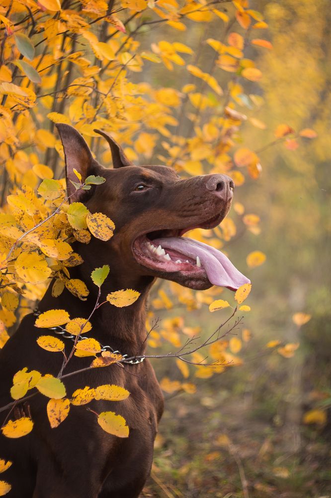 Photograph by Виктория Мамаева