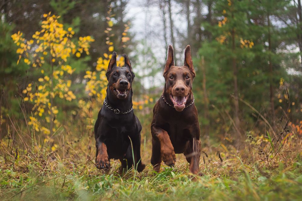 Photograph by Виктория Мамаева