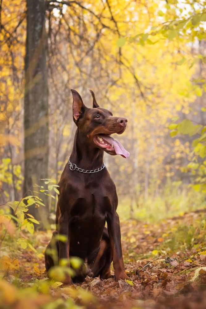 Photograph by Виктория Мамаева