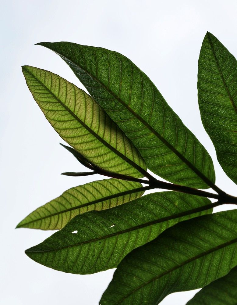 Photograph by Linara De Silva