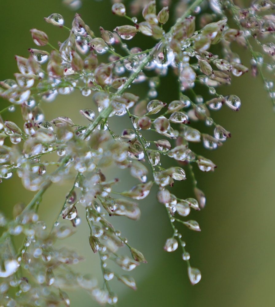 Photograph by Linara De Silva