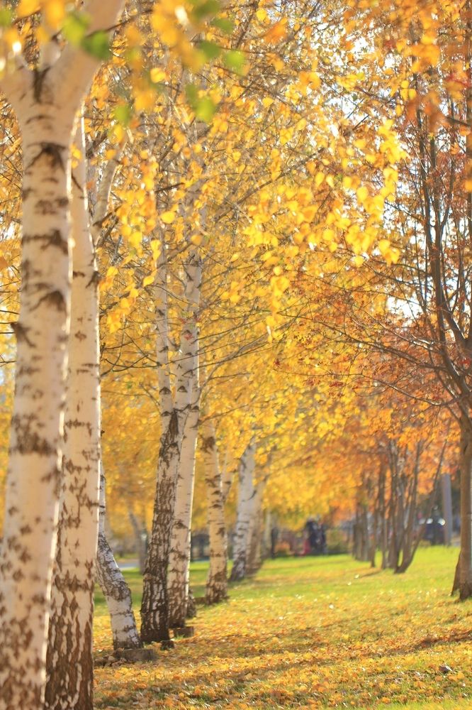 Фотография автора Ираида Гайфуллина