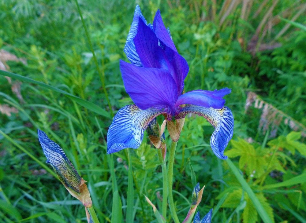 Ирис сибирский