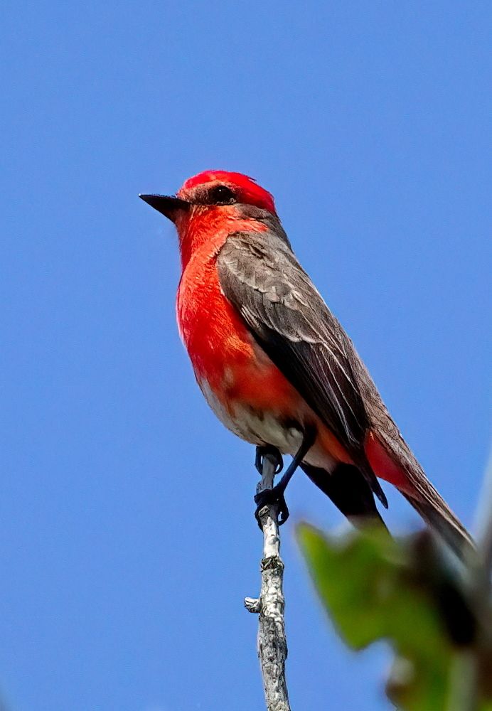 Photograph by Marcelo Luzzi