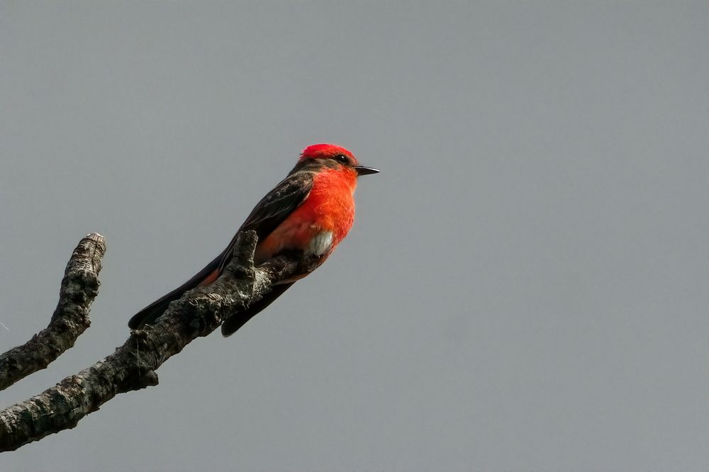 Photograph by Marcelo Luzzi