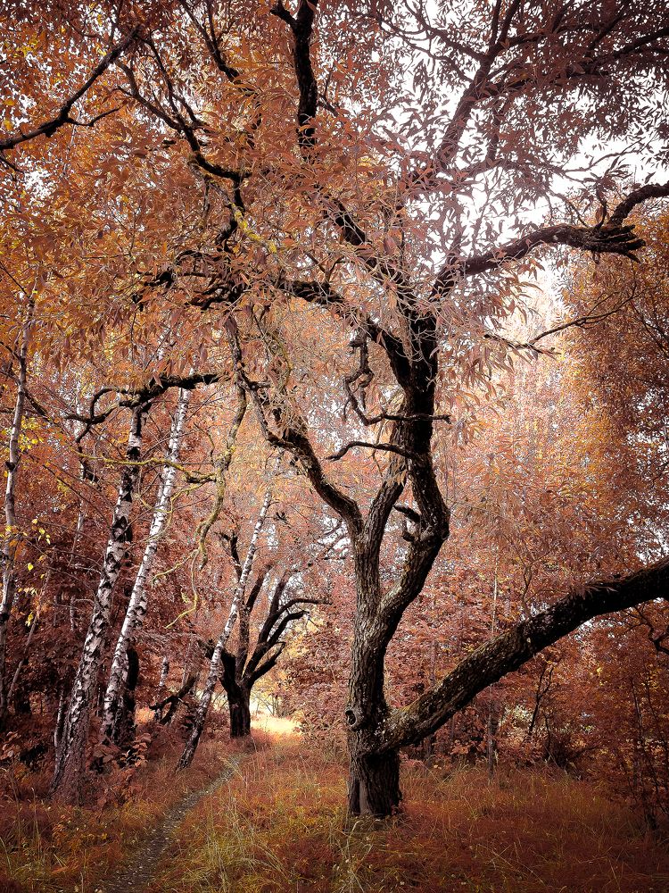 Photograph by Ольга Еженевская