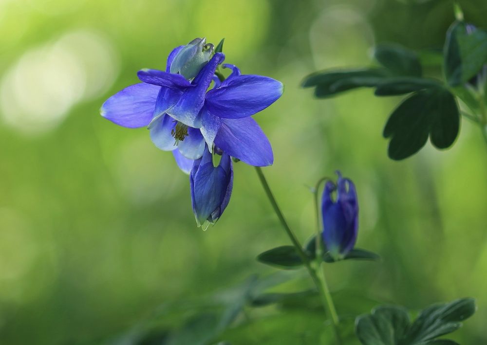 Photograph by Леунина Людмила