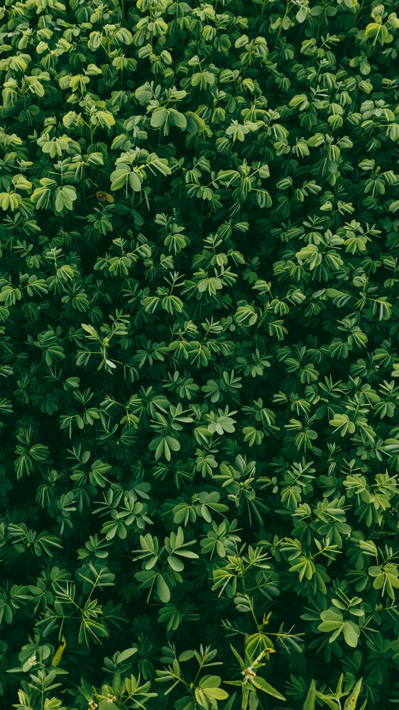 Photograph by Koushik Patra