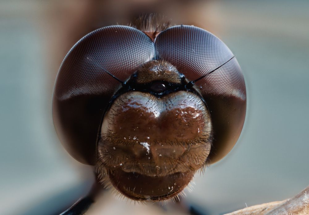 Photograph by Виталий Богачев