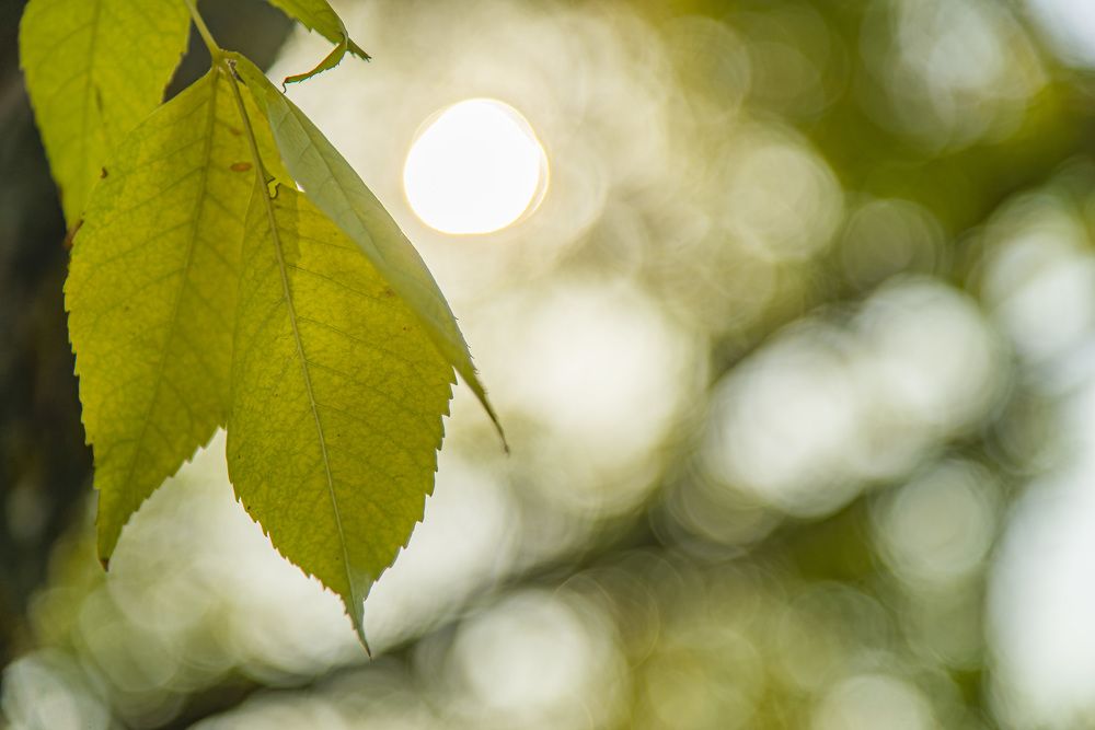 Photograph by Sysoev Konstantin