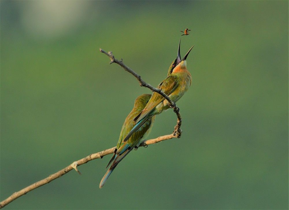 Photograph by G N RAJA