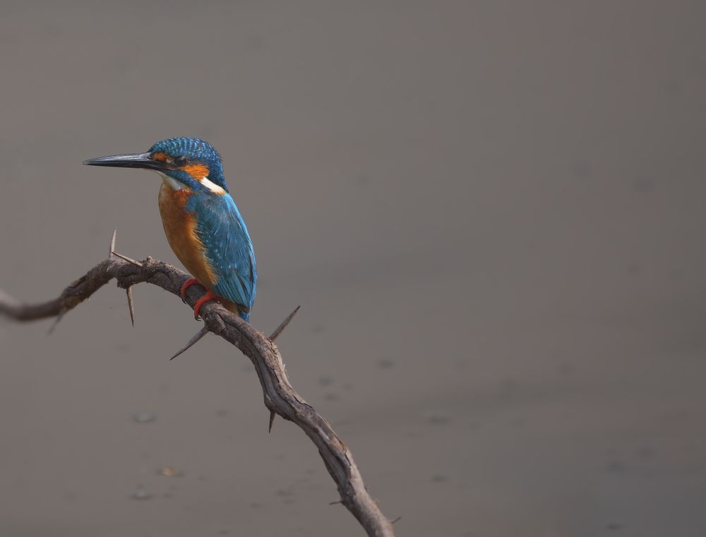 Photograph by G N RAJA