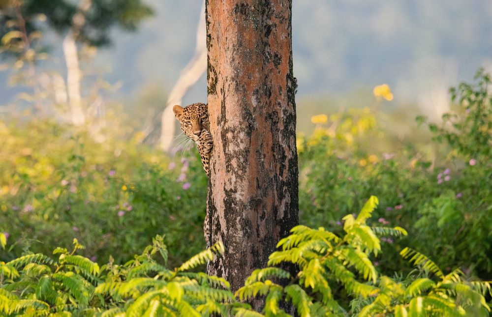 Фотография автора Sajeev Krishnan