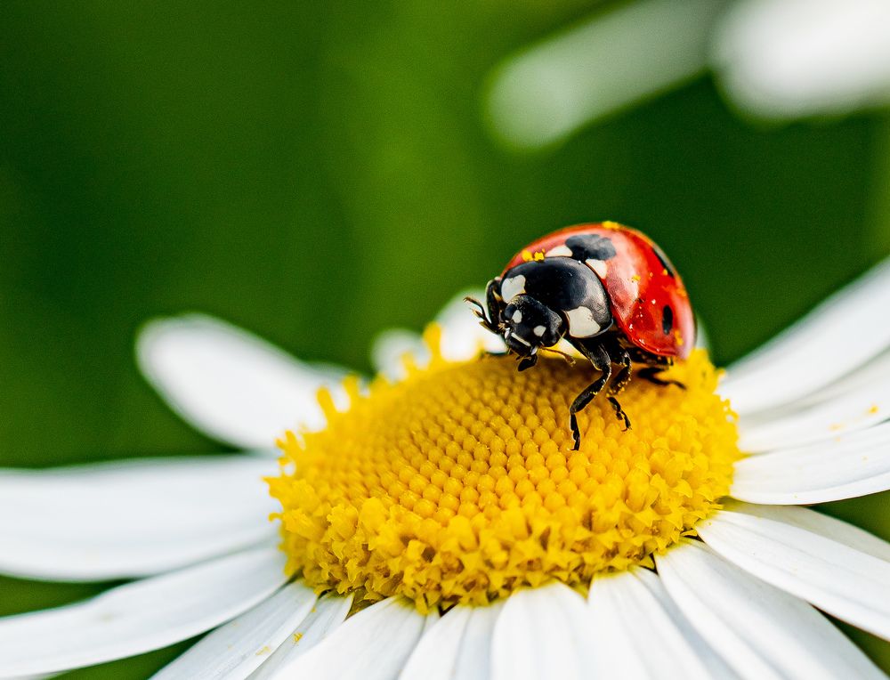 Photograph by Наталья