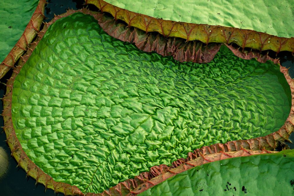 Photograph by Игорь