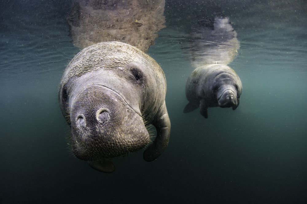 Manatee friends