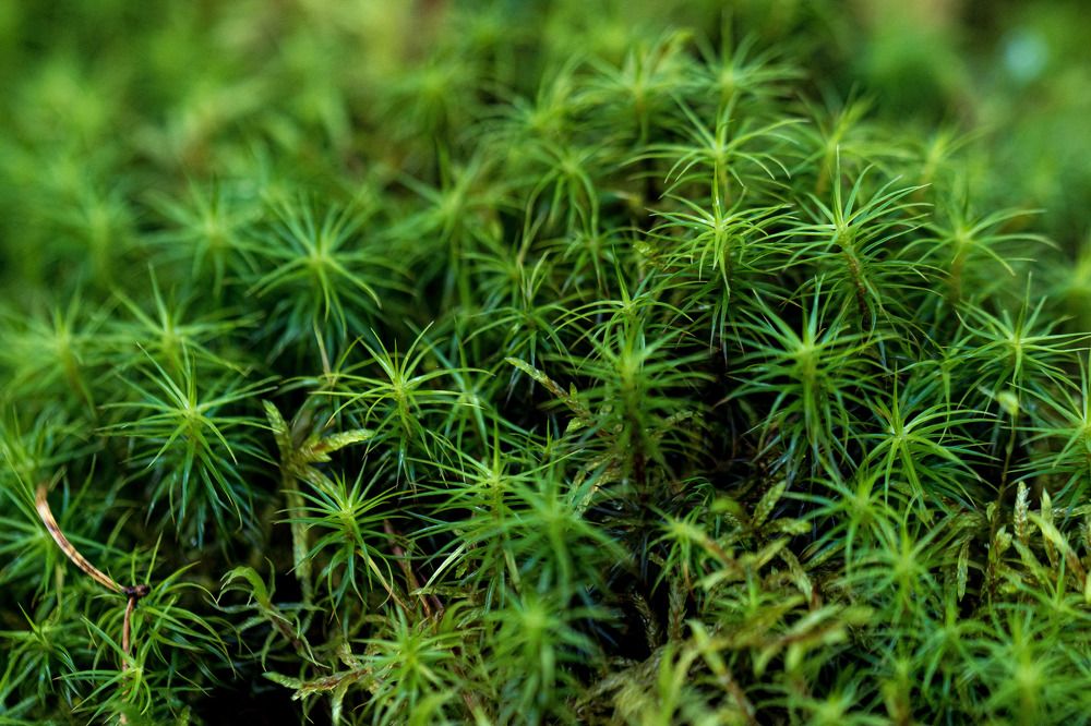 Photograph by Наталья