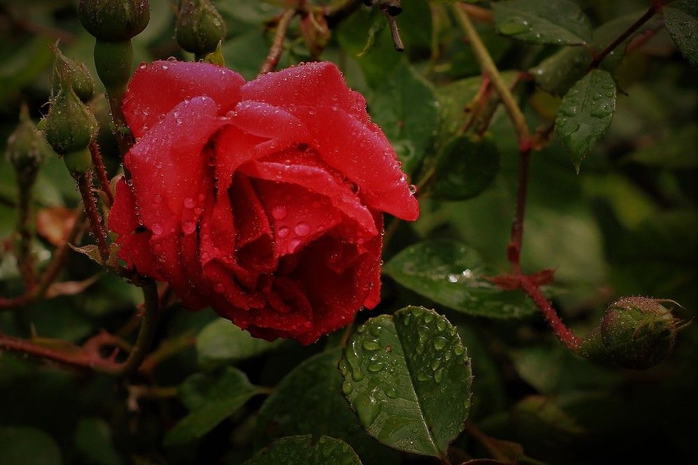 Фотография автора Таня Долгушева