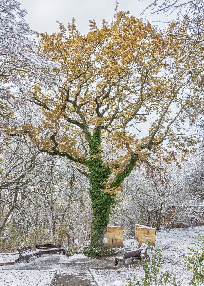Монастырский дуб