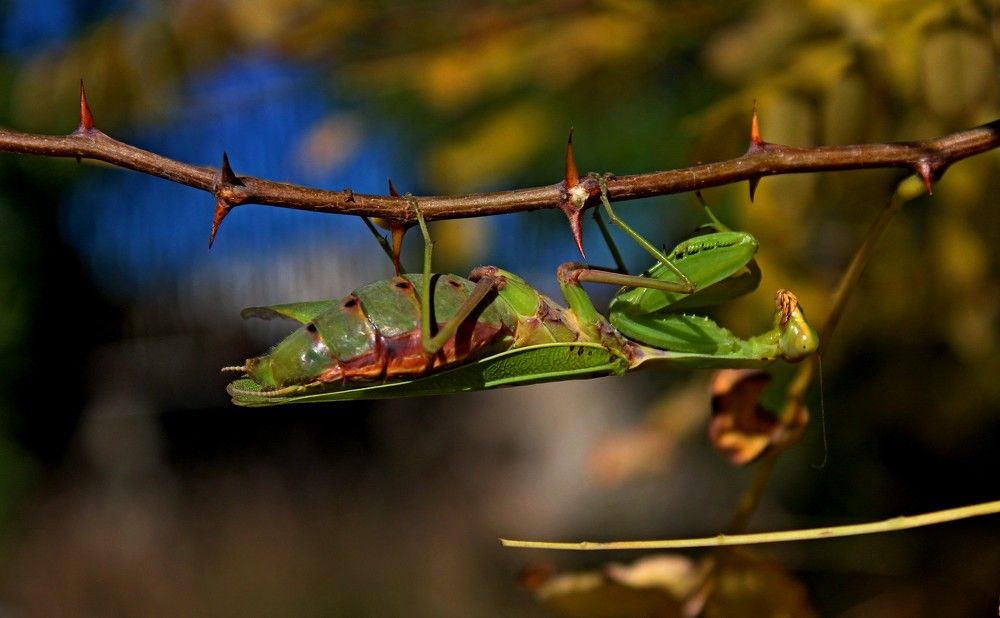 Photograph by Galina Tsmyg