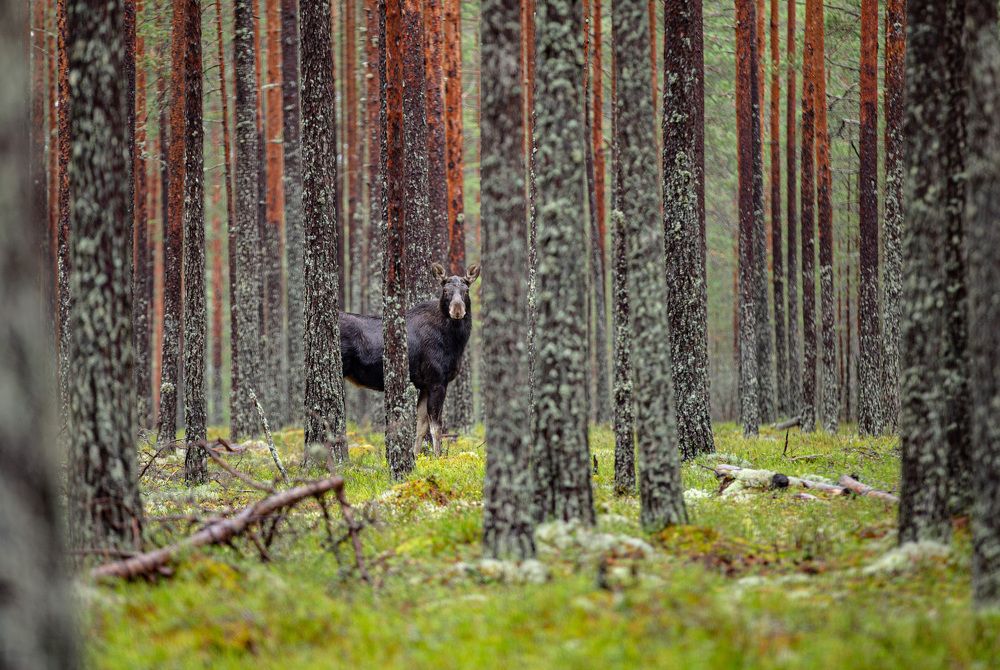 Photograph by Anatoliy Buyanov