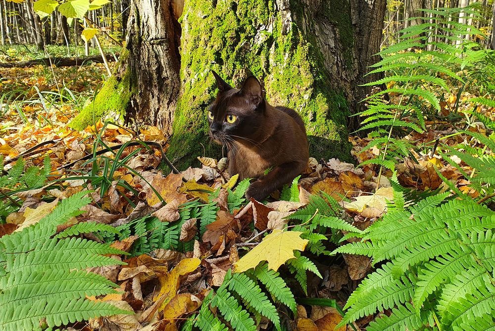 Фотография автора Надежда Лисицына