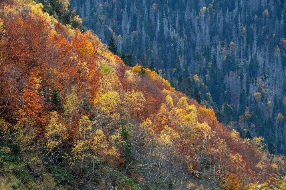 Photograph by Коркин Вадим