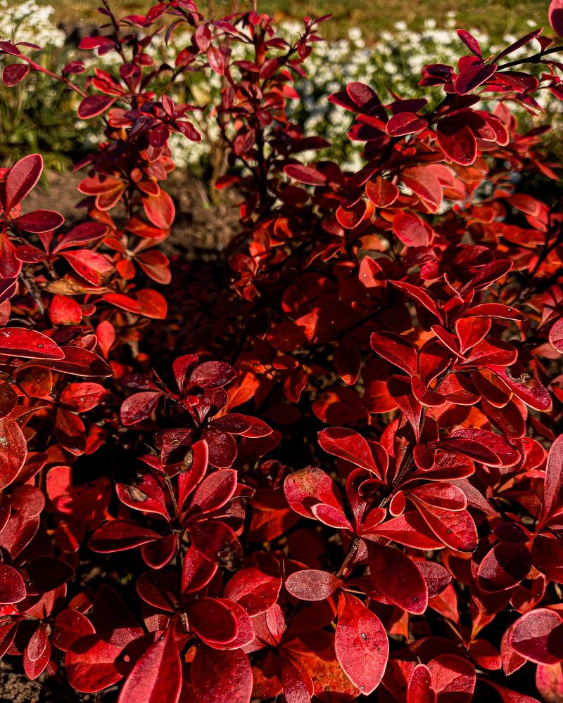 Photograph by Svetlana Yurasova