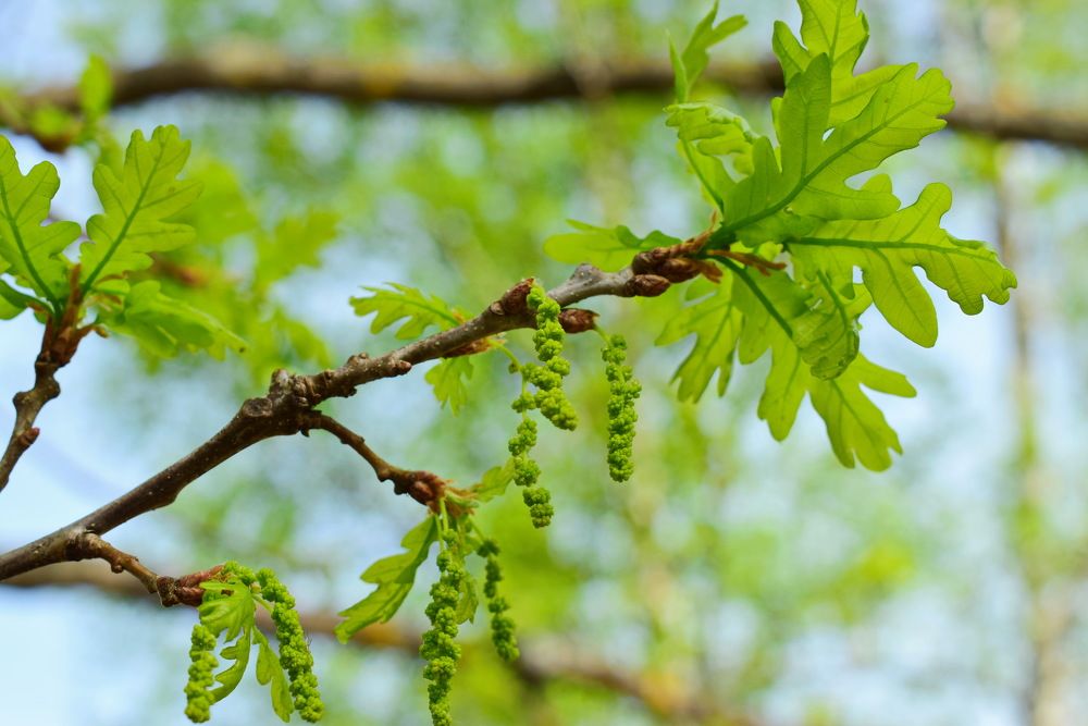 Дуб цветёт.