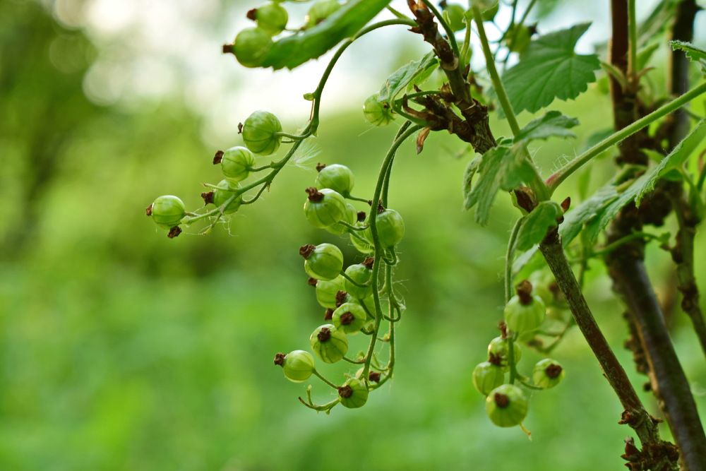 Молодо - зелено.